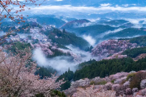 奈良県吉野山の桜と雲海の写真